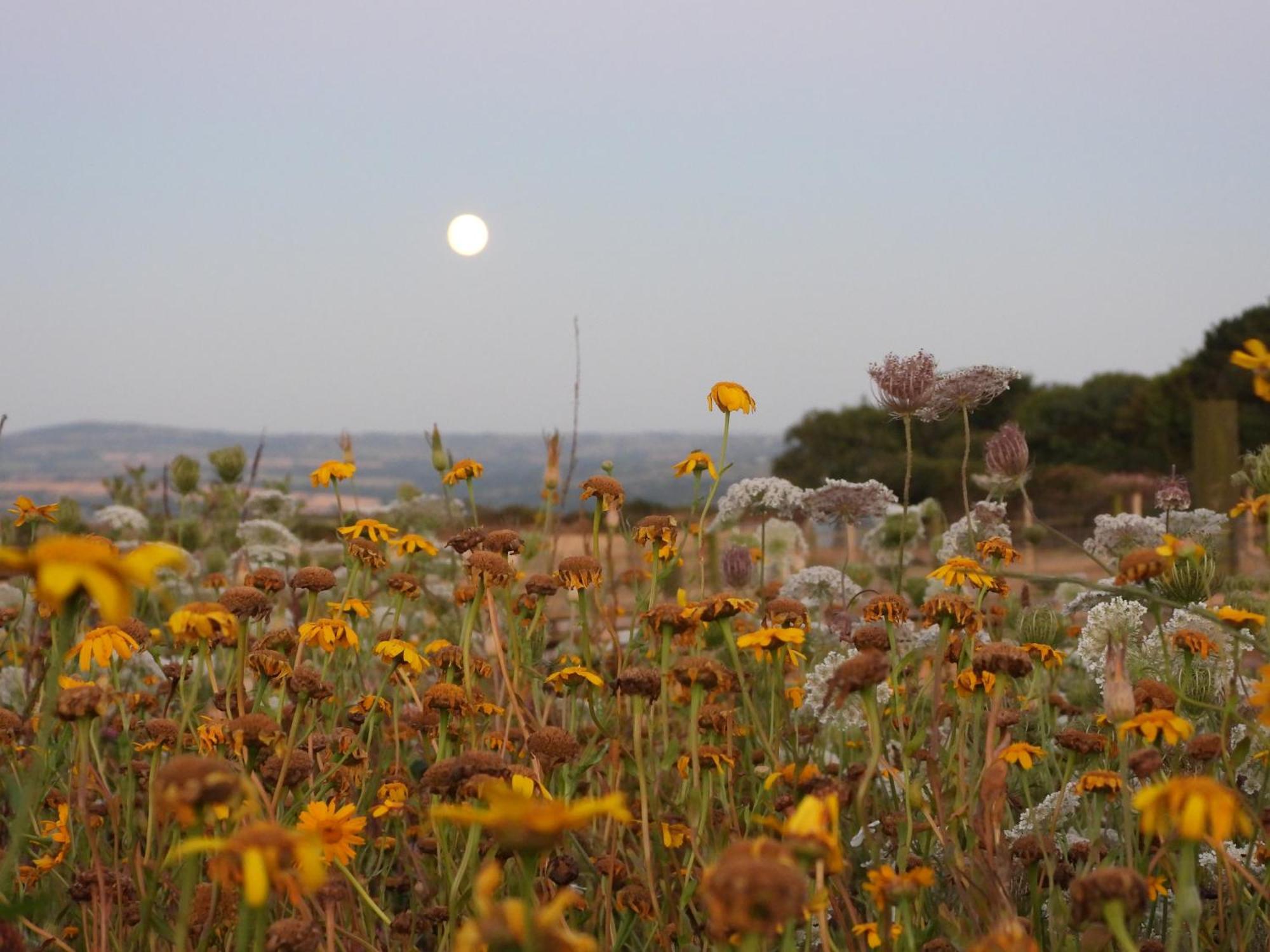 The Little Cabin St Ives Εξωτερικό φωτογραφία